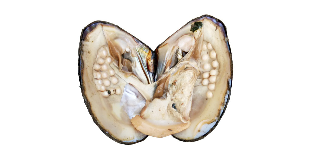 live oysters with pearls inside